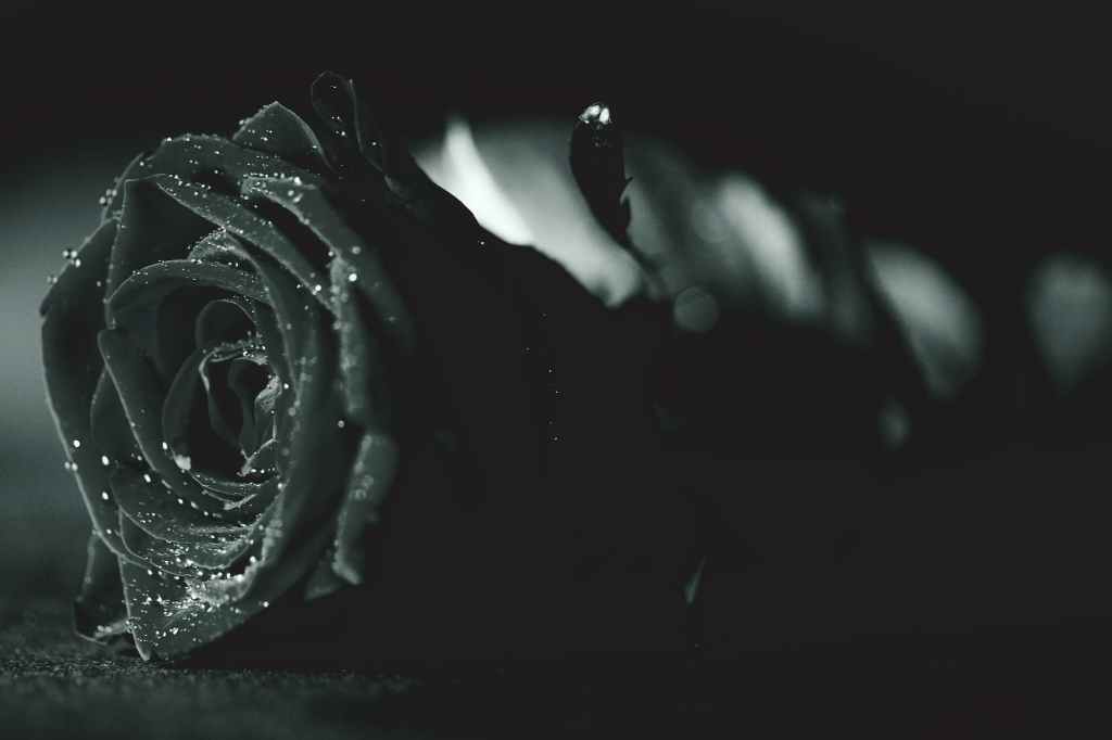 Cover Reveal: The Black Rose Collection